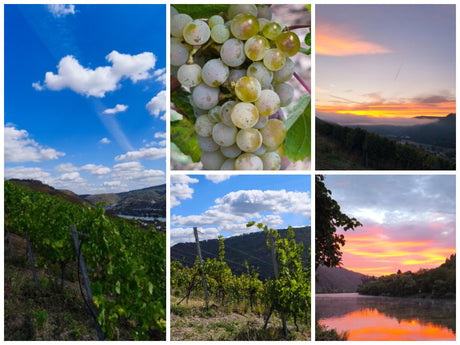 Herbst an der Mosel: Weinberge, reife Trauben und Sonnenaufgang über dem Moseltal