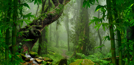 Dschungel Moselmetzger Collection Mobile Banner